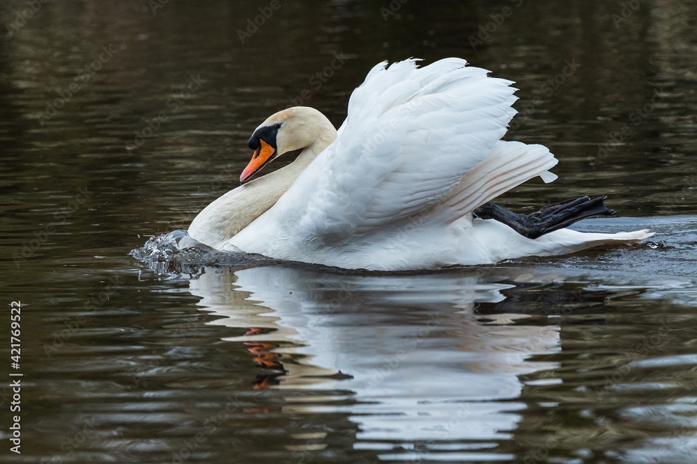 Fototapeta premium Mute Swan, Swans, Cygnus olor