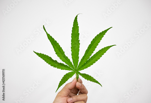 Green cannabis leaves isolated on white background. Growing medical marijuana concept.