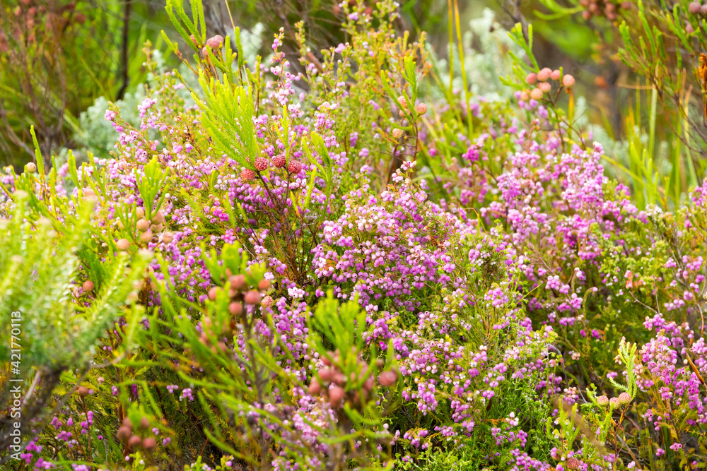 Fynbos closeup and colourful growing wild in the Cape, South Africa Fynbos closeup and colourful growing wild in the Cape, South Africa