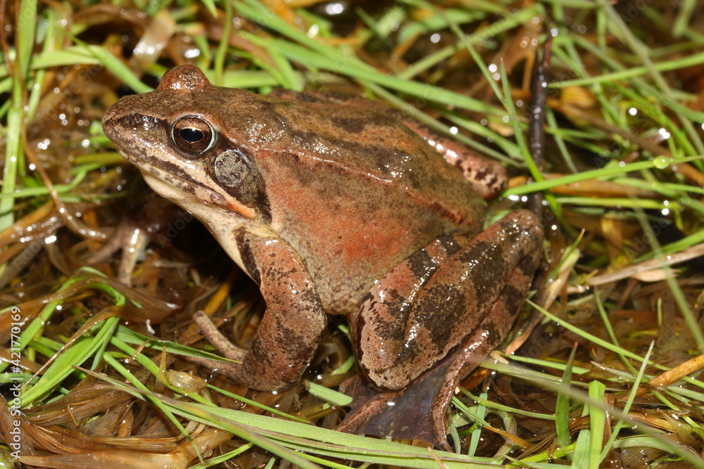 Agile frog (Rana dalmatina) male in natural habitat Agile frog (Rana dalmatina) male in natural habitat