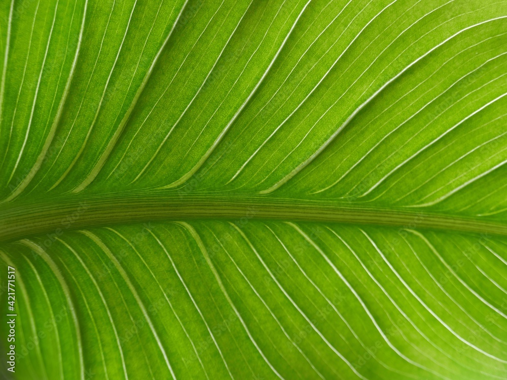 Calla lily leaf closeup. Calla lilies purify the air around it and absorb carbon dioxide and release oxygen as part of the photosynthesis process. Calla lily leaf closeup. Calla lilies purify the air around it and absorb carbon dioxide and release oxygen as part of the photosynthesis process.