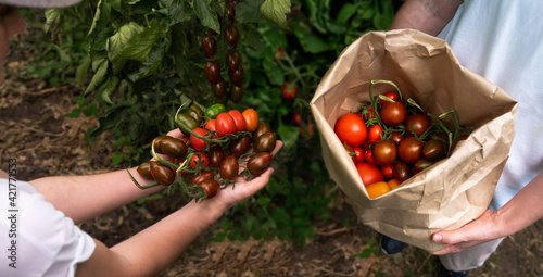 Farmers put tomatoes in a bag. Organic farm.
