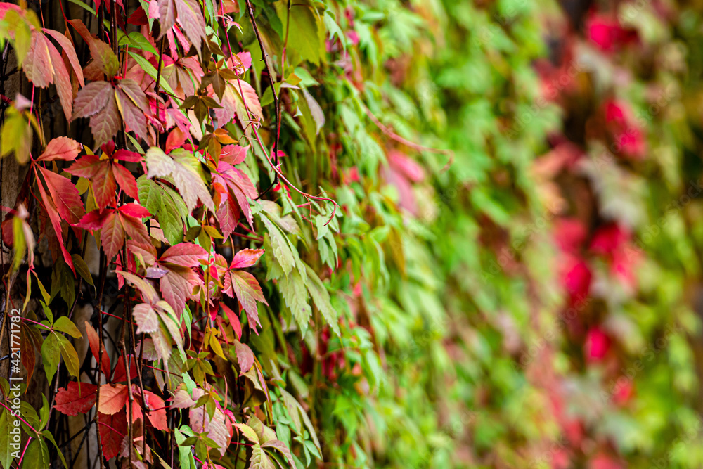 red leaves of ivy or wild grapes, autumn leaves background, texture of the bright orange leaves red leaves of ivy or wild grapes, autumn leaves background, texture of the bright orange leaves