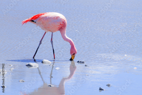 Laguna Hedionda flamingos  Bolivia