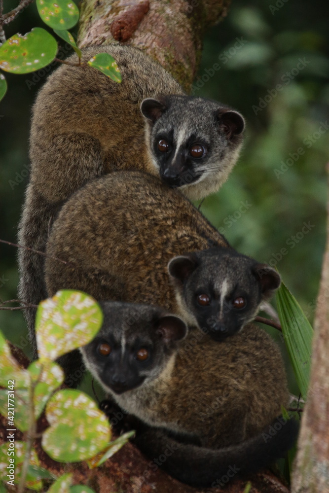 Fototapeta premium Small-toothed palm civet (Arctogalidia trivirgata) young on tree in natural habitat, Brunei Darussalam, Borneo