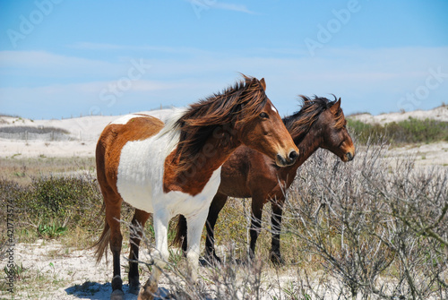 Fotografia Chincoteague Ponies.
