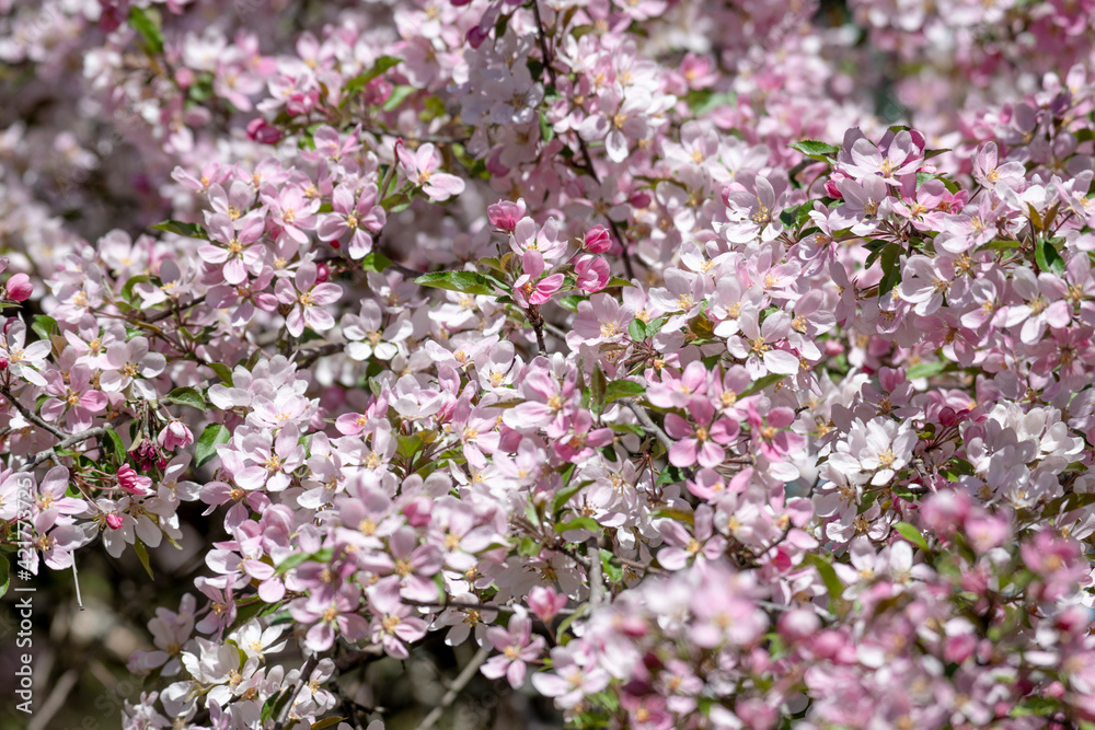 Fruit tree blossoms blooming in spring - closeup of Fruit tree blossoms blooming in spring - closeup of