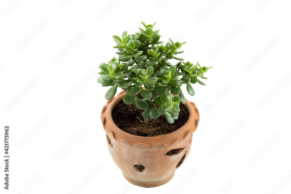 Crassula Ovata in a clay pot isolated on white background. Crassula Ovata in a clay pot isolated on white background.