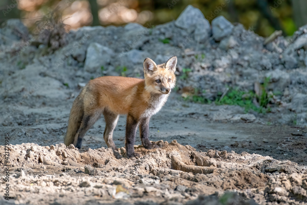 Adorable young red fox exploring the area near the family den