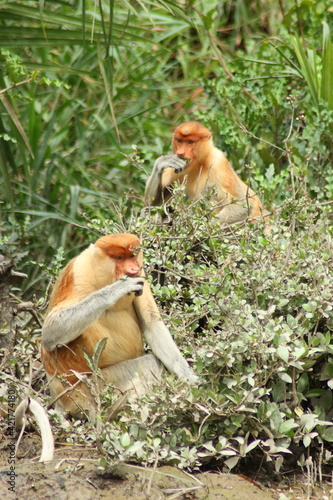 Proboscis monkey (Nasalis larvatus) family in natural habitat, Brunei Darussalam, Borneo
