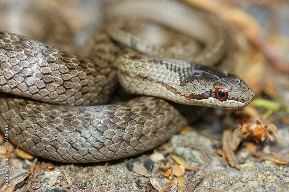 smooth snake (Coronella austriaca) in natural habitat smooth snake (Coronella austriaca) in natural habitat