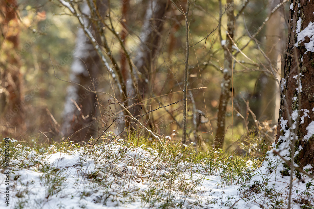 Low angle view to snowy forest floor during sunny winter day Low angle view to snowy forest floor during sunny winter day