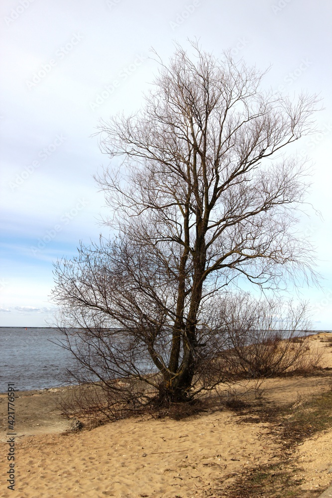 Vertical landscape photo of leafless bare tree on sandy beach at sunny day during spring