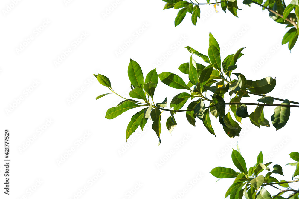 Obraz premium Green tree branch on a white background