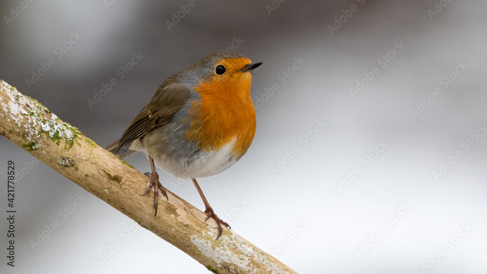 bird, robin, natur, wild lebende tiere, tier, rot, wild, ast, baum, winter, garden, schnabel, bird, bird, robin, natur, wild lebende tiere, tier, rot, wild, ast, baum, winter, garden, schnabel, bird,