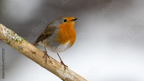 bird, robin, natur, wild lebende tiere, tier, rot, wild, ast, baum, winter, garden, schnabel, bird, © Oliver