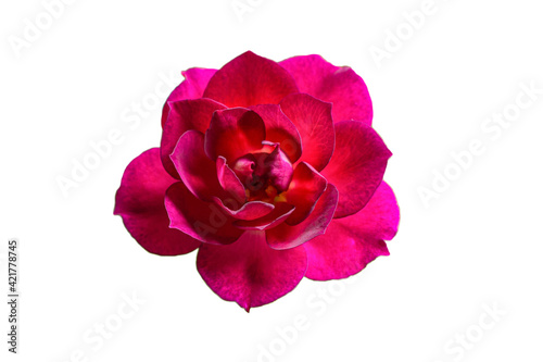 Close up red rose flower isolated on white background.