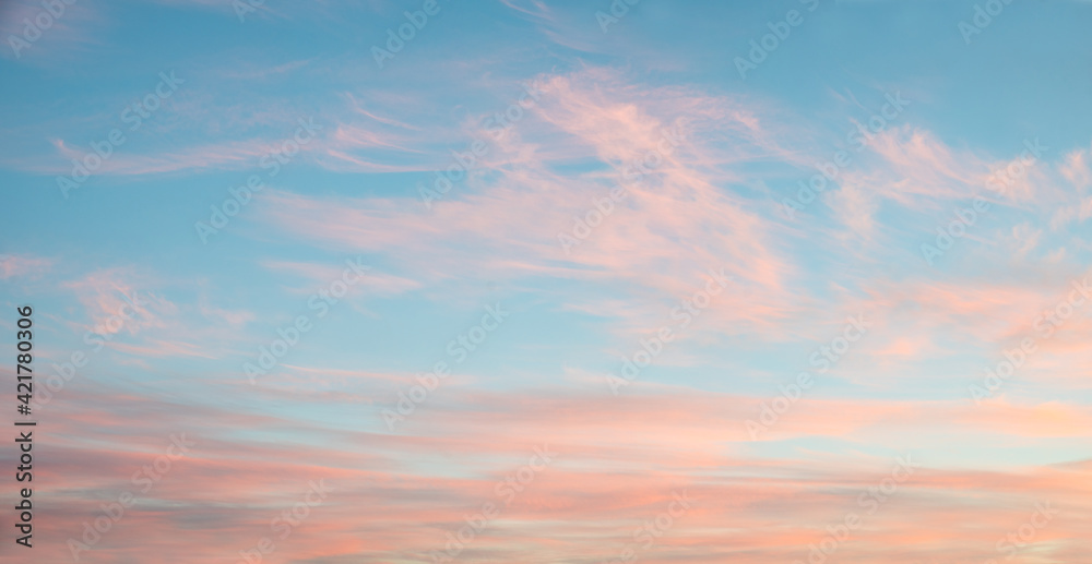 fluffy pink cirrus clouds at light blue sky, beautiful sunset scenery