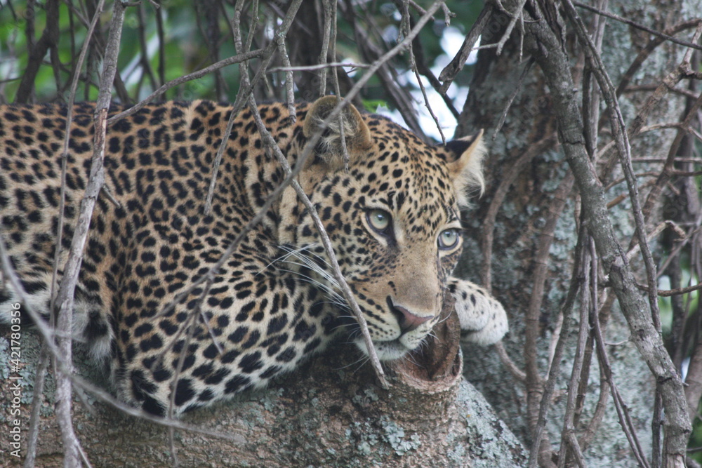 Fototapeta premium leopard in a tree in Africa