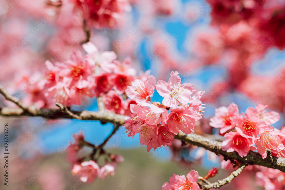 Pink sakura flowers over blue sky background
