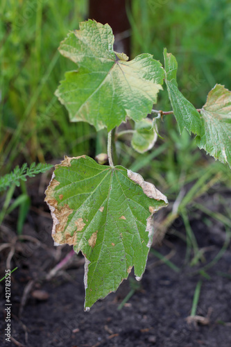 Dried tips of the leaves of a young grape seedling. Diseases of the vine