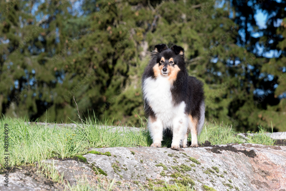 Stunning nice fluffy sable white shetland sheepdog, sheltie on the rock covered with moss on a sunny day.Little collie, small tricolor lassie dog in the beautiful nature in Scandinavian forest