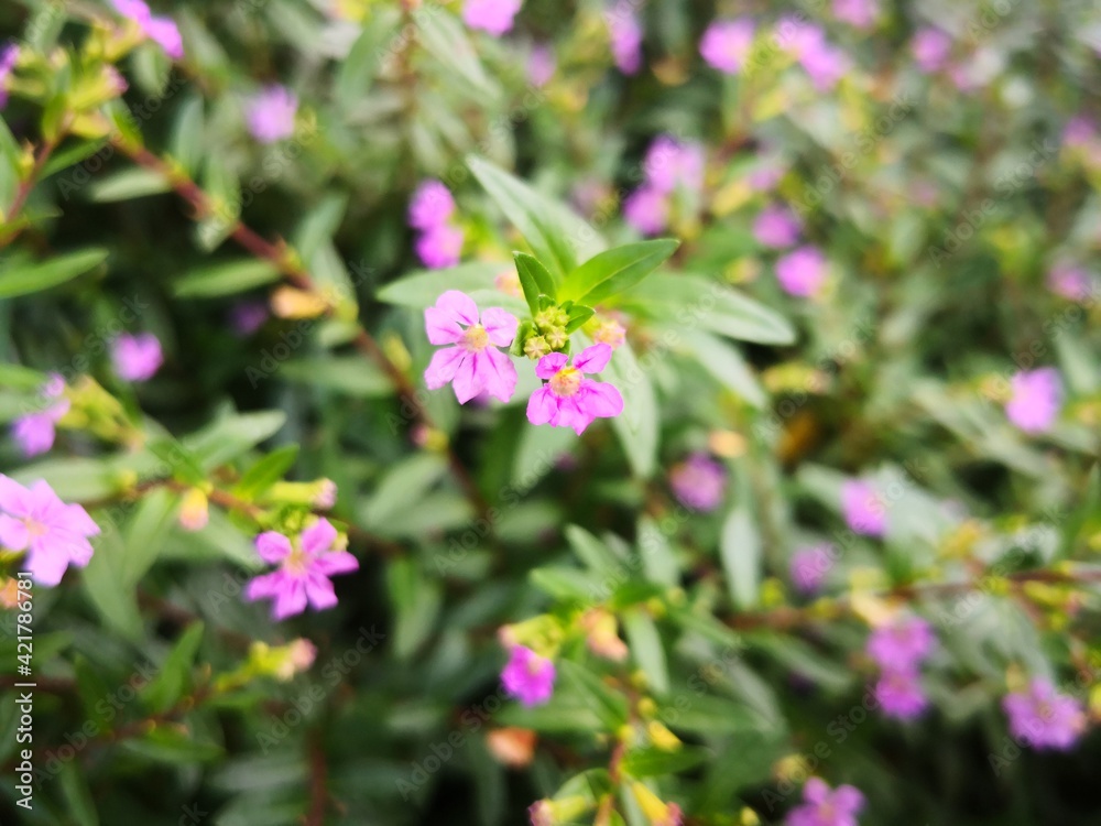 purple babysbreath flower blooming in wild field purple babysbreath flower blooming in wild field