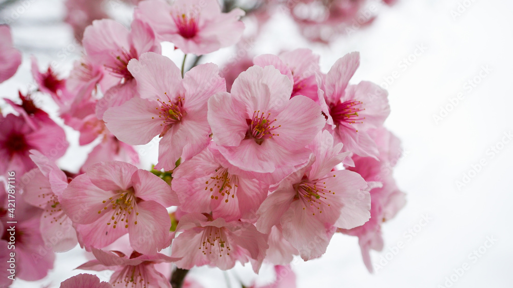 公園の桜の花
公園の桜の花