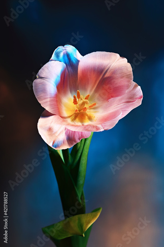 Close-up of pink tulip bud in red and blue light
