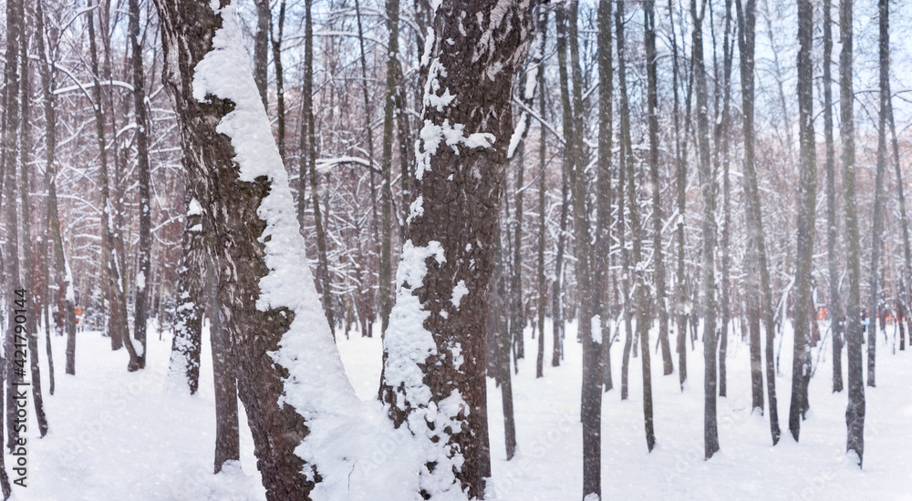 Winter scene. City squire in winter time. Nature in winter. Winter scene. City squire in winter time. Nature in winter.