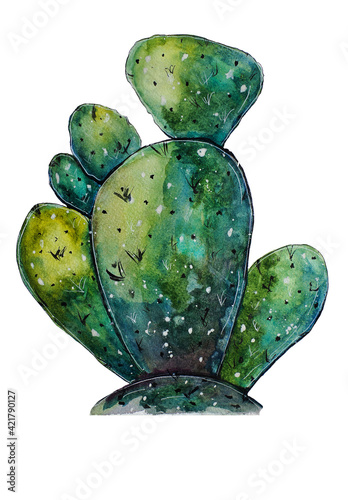 cactus03 on a white background photo