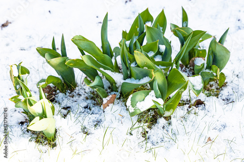 tulip plants after a snowy night photo