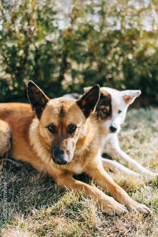 Portrait of two street dogs sitting side by side on the grass outdoor. Portrait of two street dogs sitting side by side on the grass outdoor.