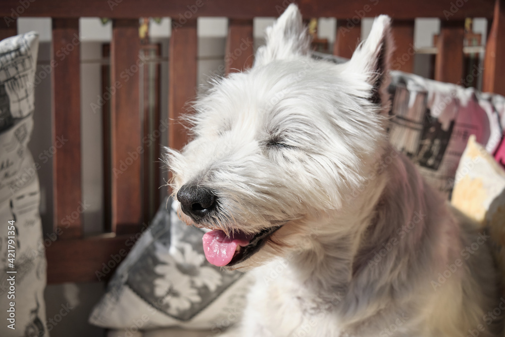 Portrait of the West Highland White Terrier. The dog is lay down on a wooden couch. Ears upright and eyes closed.