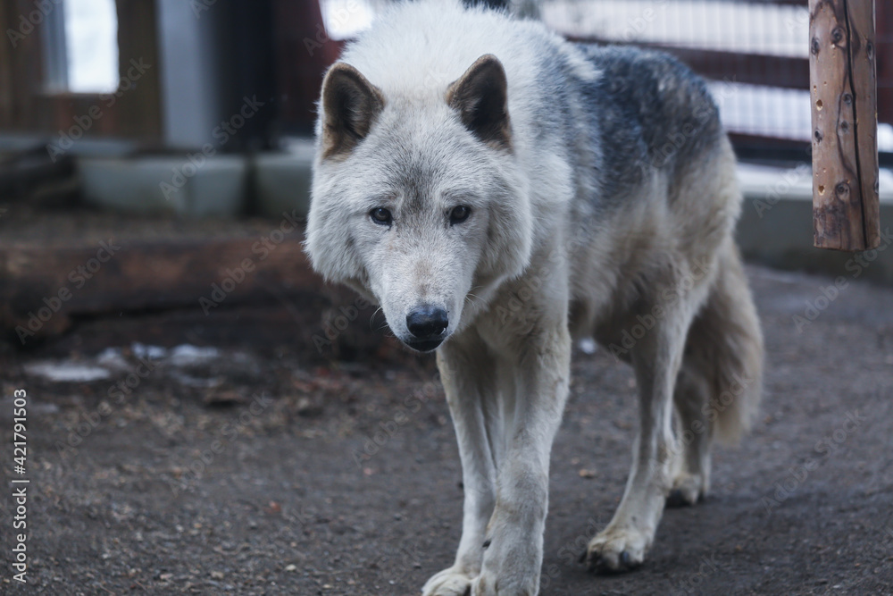 Fototapeta premium 狼，オオカミ