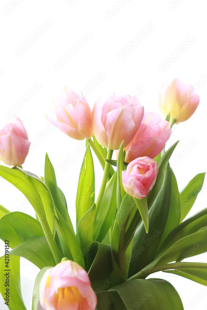 bouquet of tulips bouquet of tulips