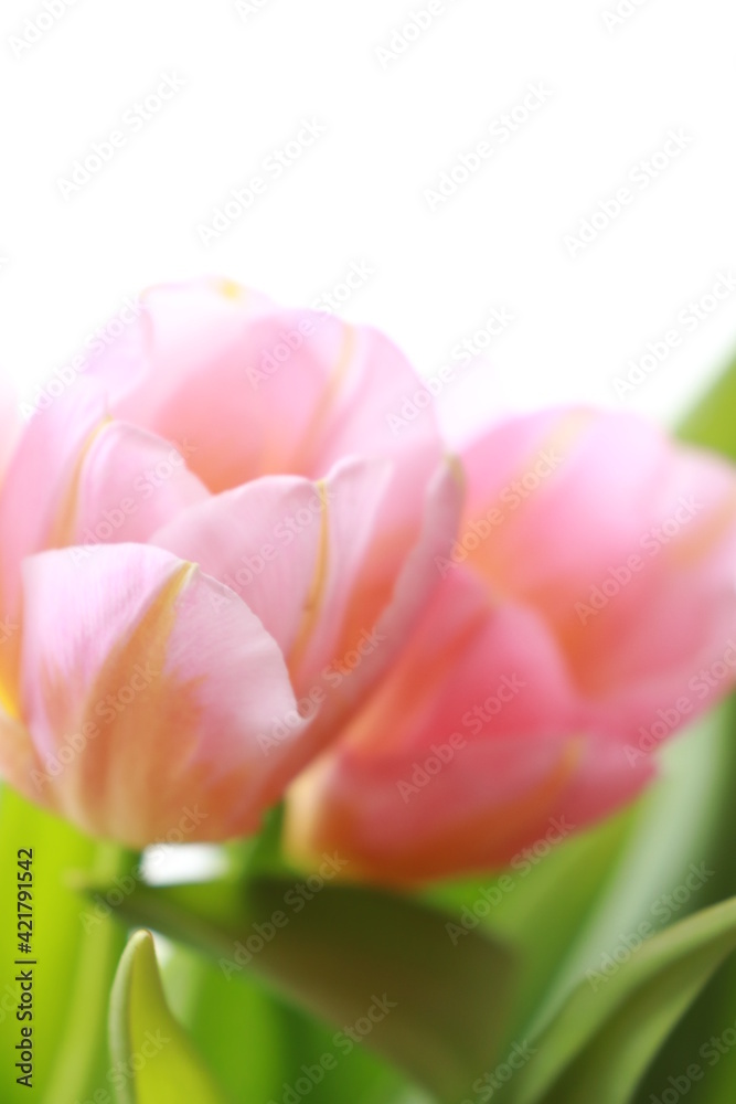 Naklejka premium pink tulip