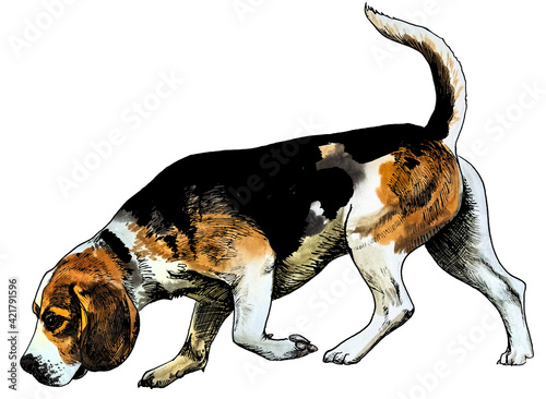  beagle drawn in watercolour and ink