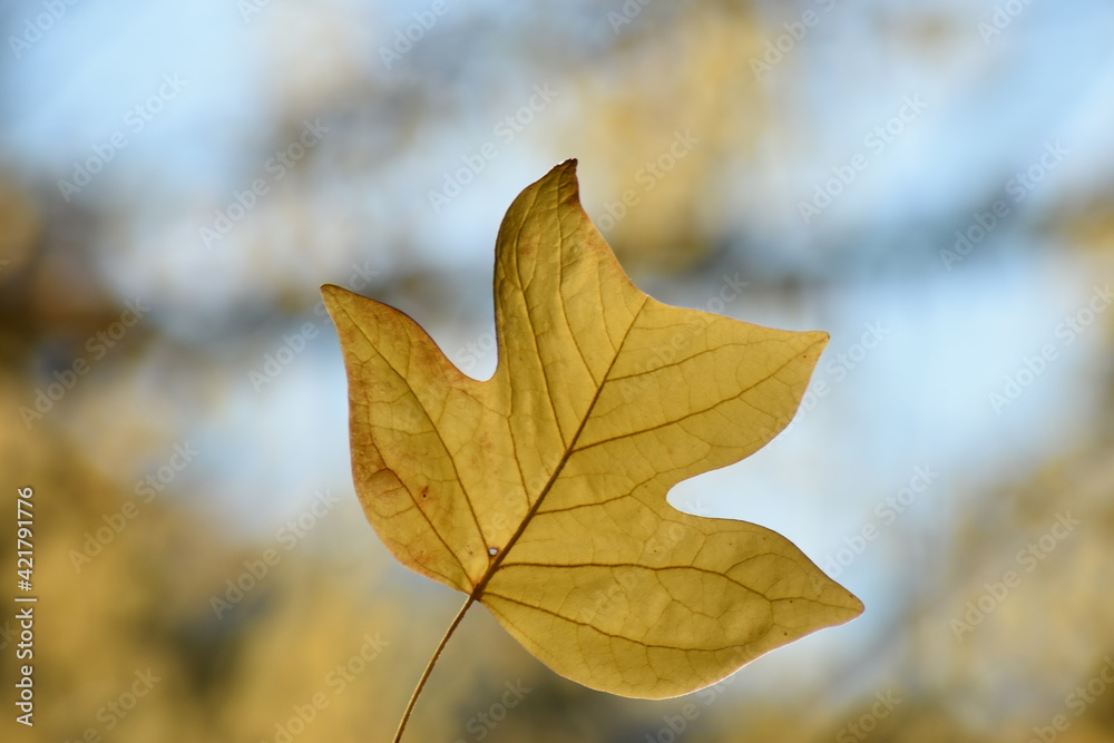 Fototapeta premium Herbst