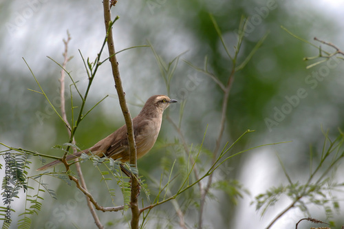 Chalk-browed Mockingbird, Mimus saturninus, observing