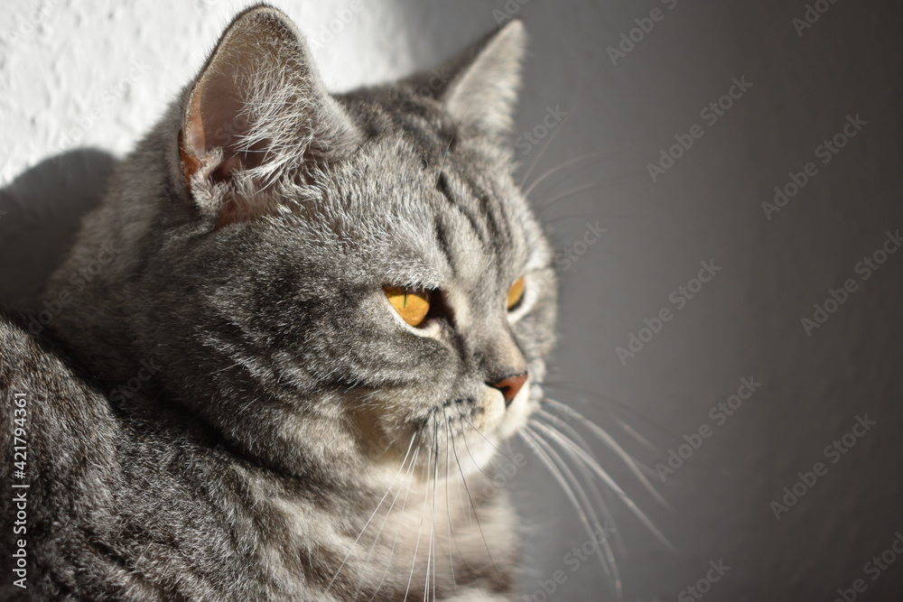 Fototapeta premium Katze Pia
