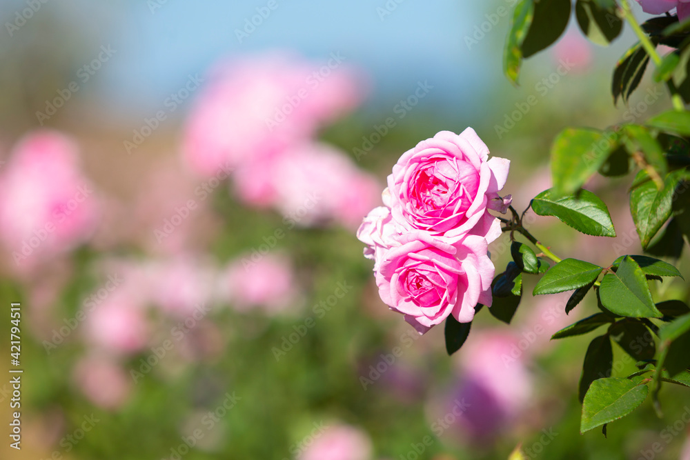 Pink rose in beautiful nature garden Pink rose in beautiful nature garden