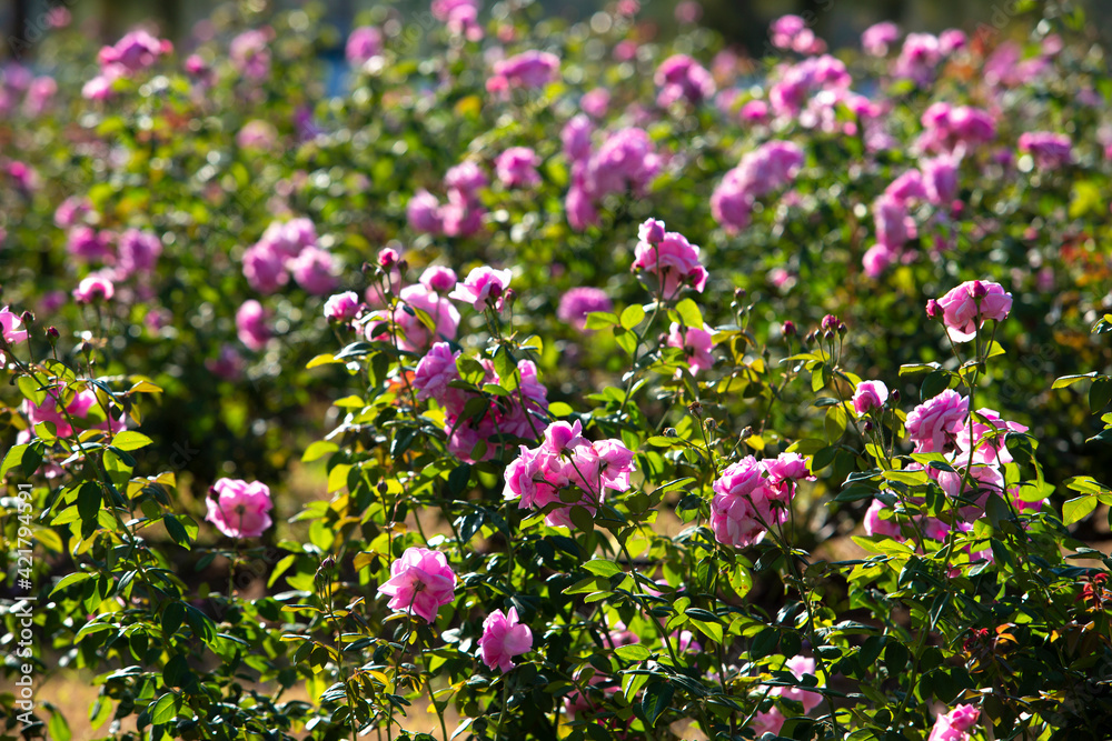 Pink rose in beautiful nature garden