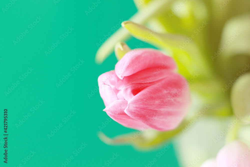 Fototapeta premium soft pink tulip buds on green background