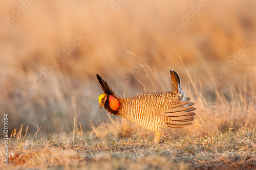Lesser Prairie Chicken (Tympanuchus pallidicinctus) performing dancing or 