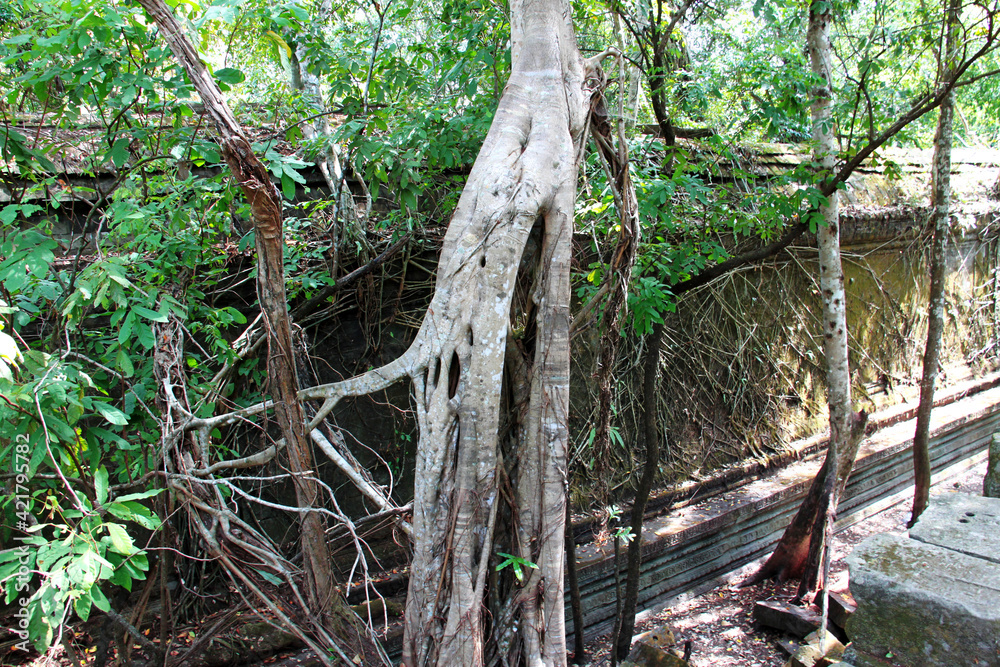 Jungle ruins of Beng Mealea temple, Cambodia Jungle ruins of Beng Mealea temple, Cambodia
