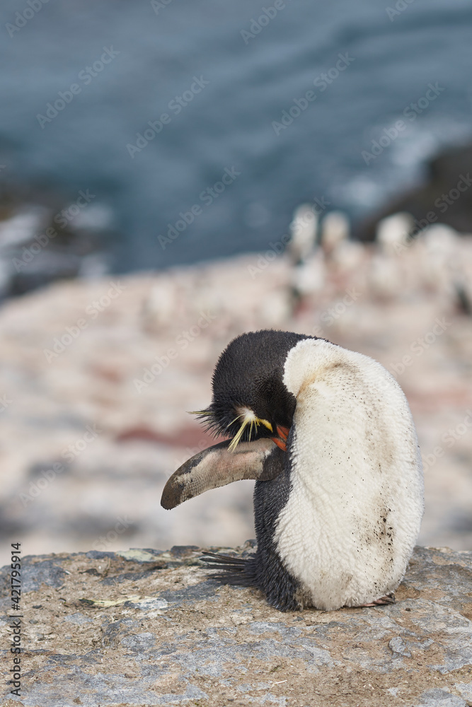Naklejka premium Rockhopper Penguins (Eudyptes chrysocome) at their nesting site on the cliffs of Bleaker Island in the Falkland Islands