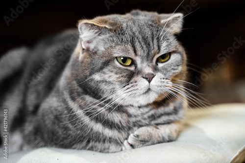Portrait of gray tabby cat. Lovely pet © filin174