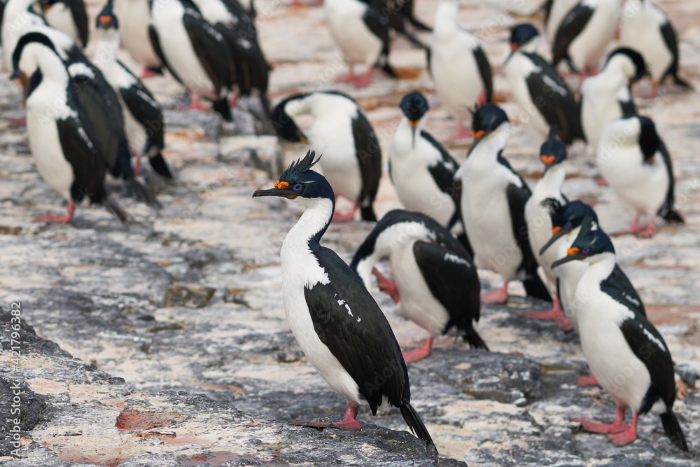 Obraz premium Group of Imperial Shag (Phalacrocorax atriceps albiventer) on the coast of Bleaker Island on the Falkland Islands