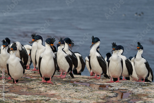 Group of Imperial Shag (Phalacrocorax atriceps albiventer) on the coast of Bleaker Island on the Falkland Islands